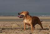 STAFFIE 355